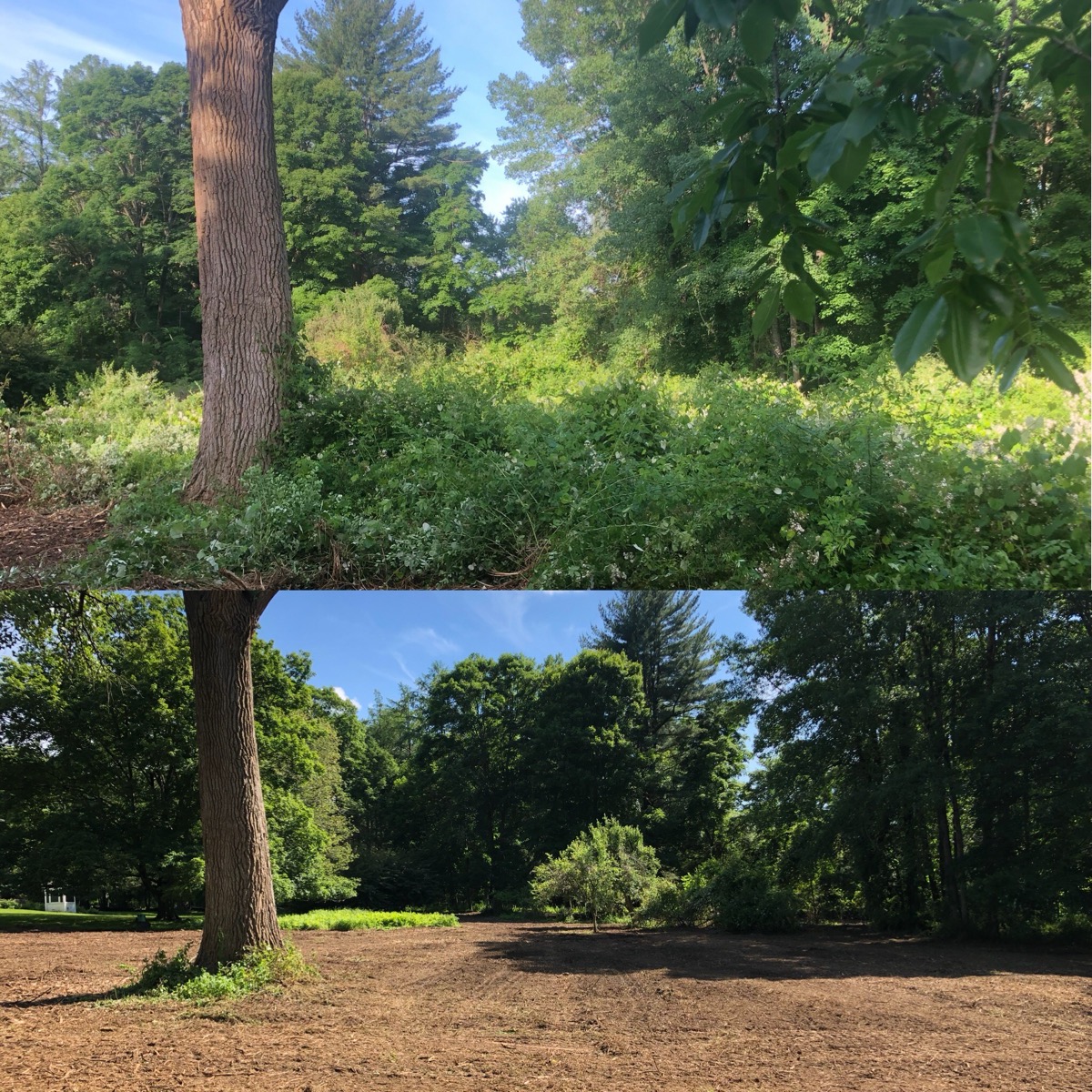 Dense overgrowth and tangled brush before clearing — Hudson Valley, NY