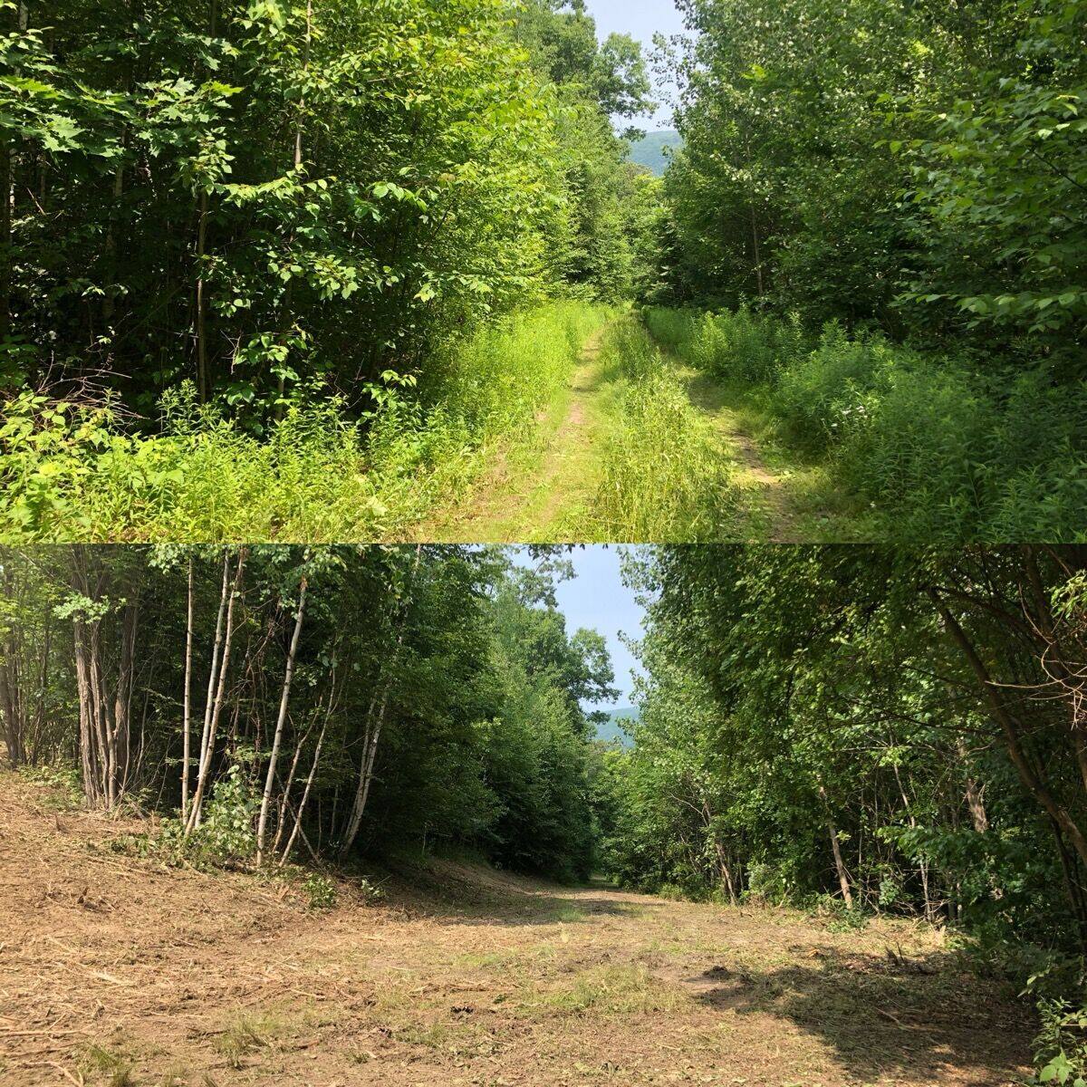 Before and after land clearing: Hudson Valley Forestry, frame 09