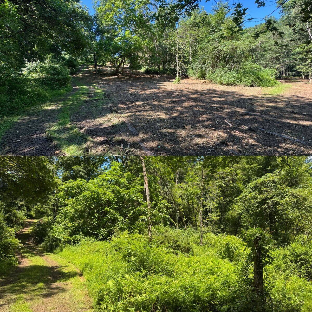 Before and after land clearing: Hudson Valley Forestry, frame 12