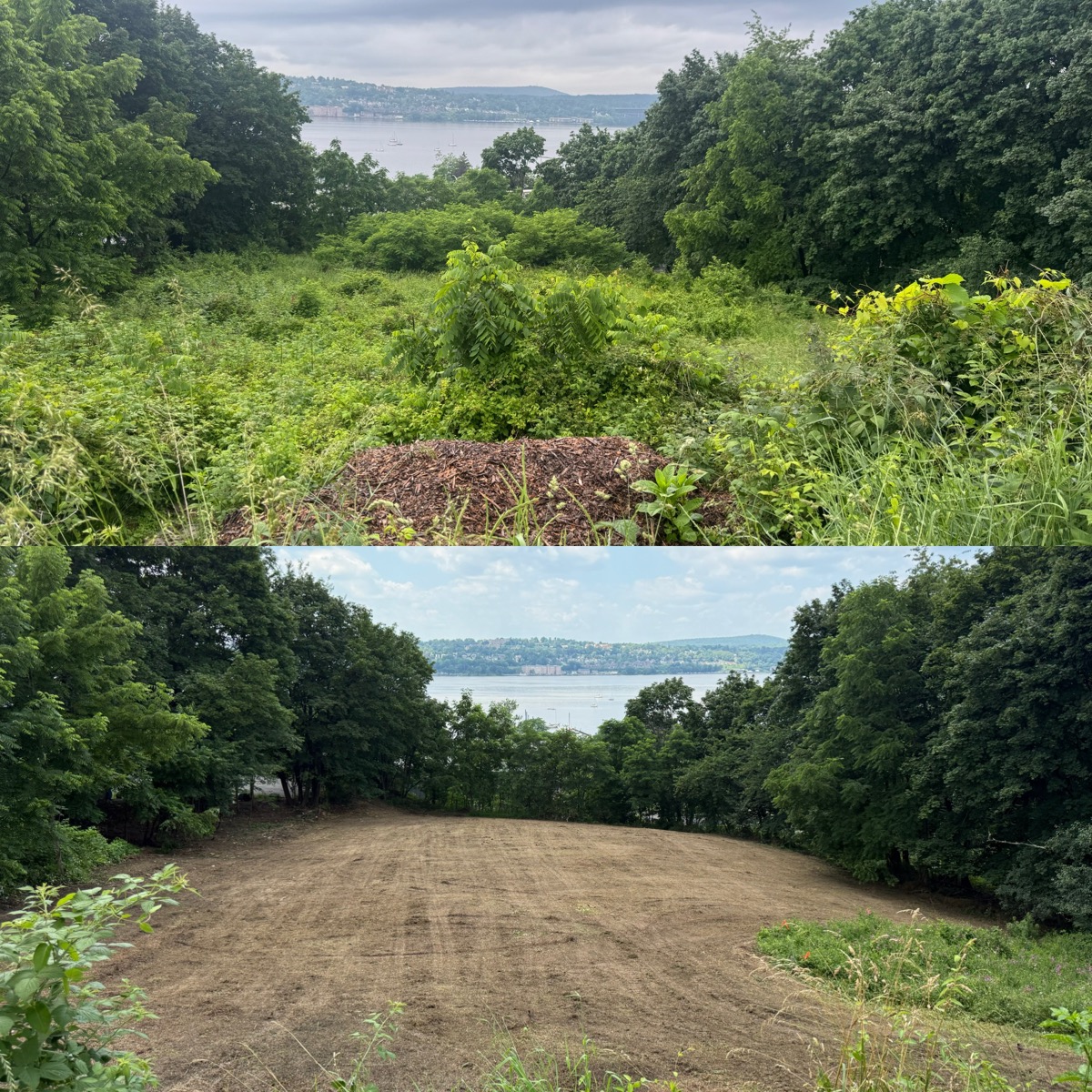 Overgrown hillside blocking the river view before clearing — Hudson Valley, NY